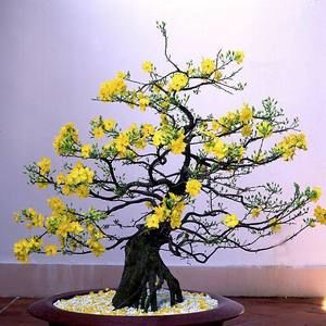 Meet your Posher, Henry